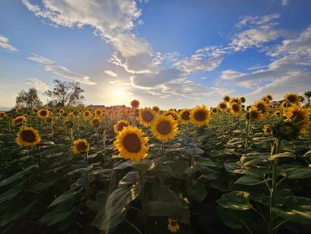 9 - SEPTEMBER - Katja Logar - Milje